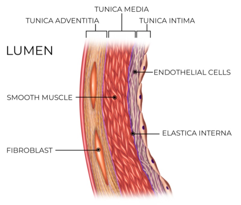 <p>Tunica intima </p>