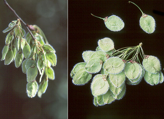 <p><span style="color: #fffbfb">Ulmus Americana. leaf veins on back. seed papery samara/wing</span></p>