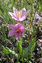 <p>Have persistent stems or roots underground (rhizomes or bulbs) or just at the soil surface (stools, corms, caudices)</p>
