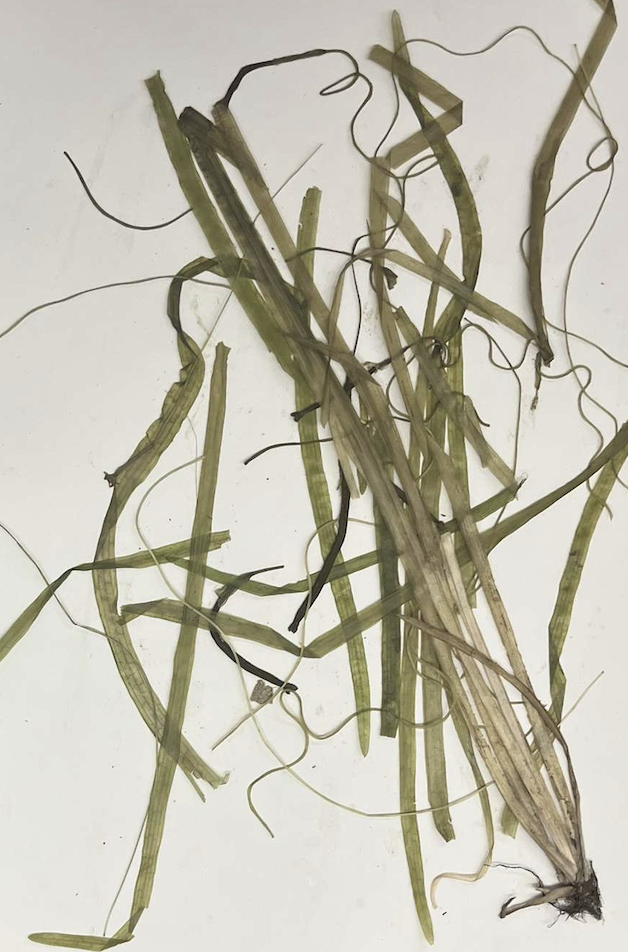 <p>plant?</p>