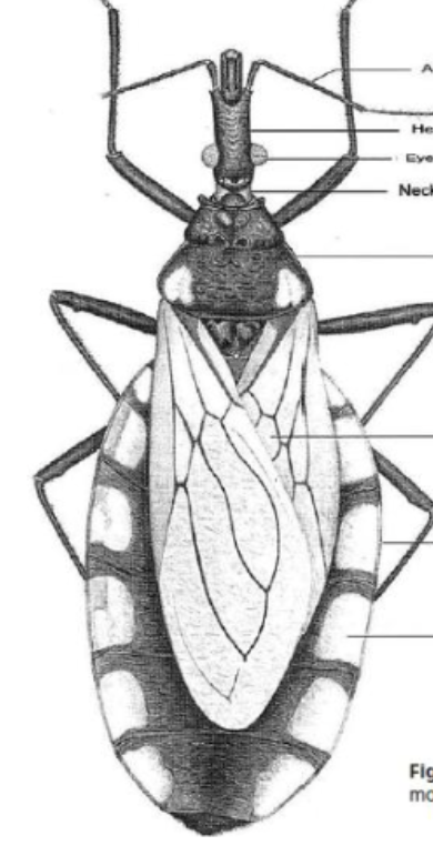 <p>What parasite is this?</p>