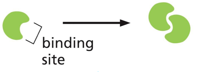 <p>formed by interaction between a single, identical binding site on each monomer; 2 identical folded polypeptide chains form a symmetrical complex of 2 protein subunits</p>