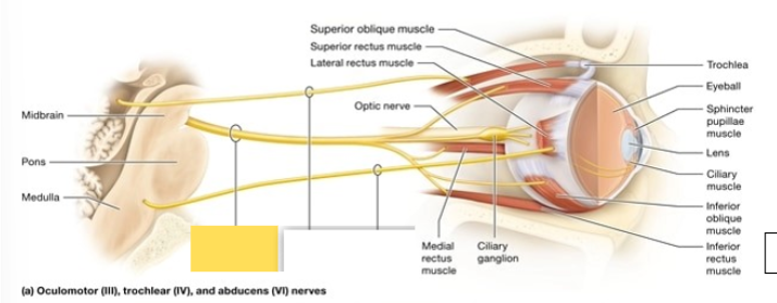 <p><span style="background-color: transparent; font-family: &quot;Times New Roman&quot;, serif;"><span>moves the eyeball; opening the eye; constricts the pupil; changes the lens shape</span></span></p>
