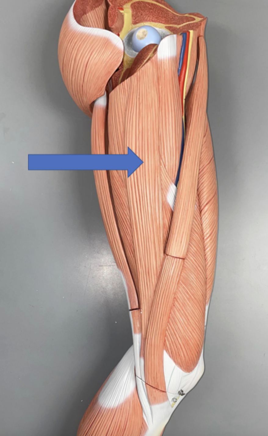 <p>muscle name &amp; action</p>