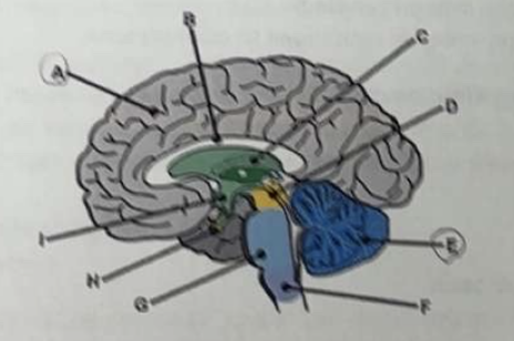 <p>The part of the brain labeled E is the</p><p>a. cerebrum</p><p>b. pons</p><p>c. cerebellum</p><p>d. medulla oblongata</p><p>e. thalamus</p>