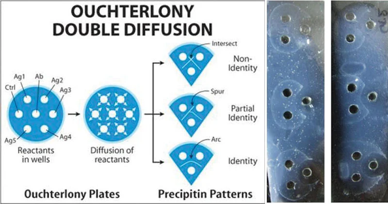 <p>double diffusion (aka Ouchterlony) </p>