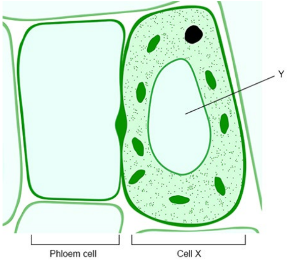 <p>The figure below shows two plant cells.</p><p>The phloem tissue transports sugars to other parts of the plant. </p><p>The concentration of dissolved sugars in the phloem cell in above figure is higher than in cell X. </p><p>Explain how sub-cellular structures help to move dissolved sugars from cell X into the phloem cell.</p>