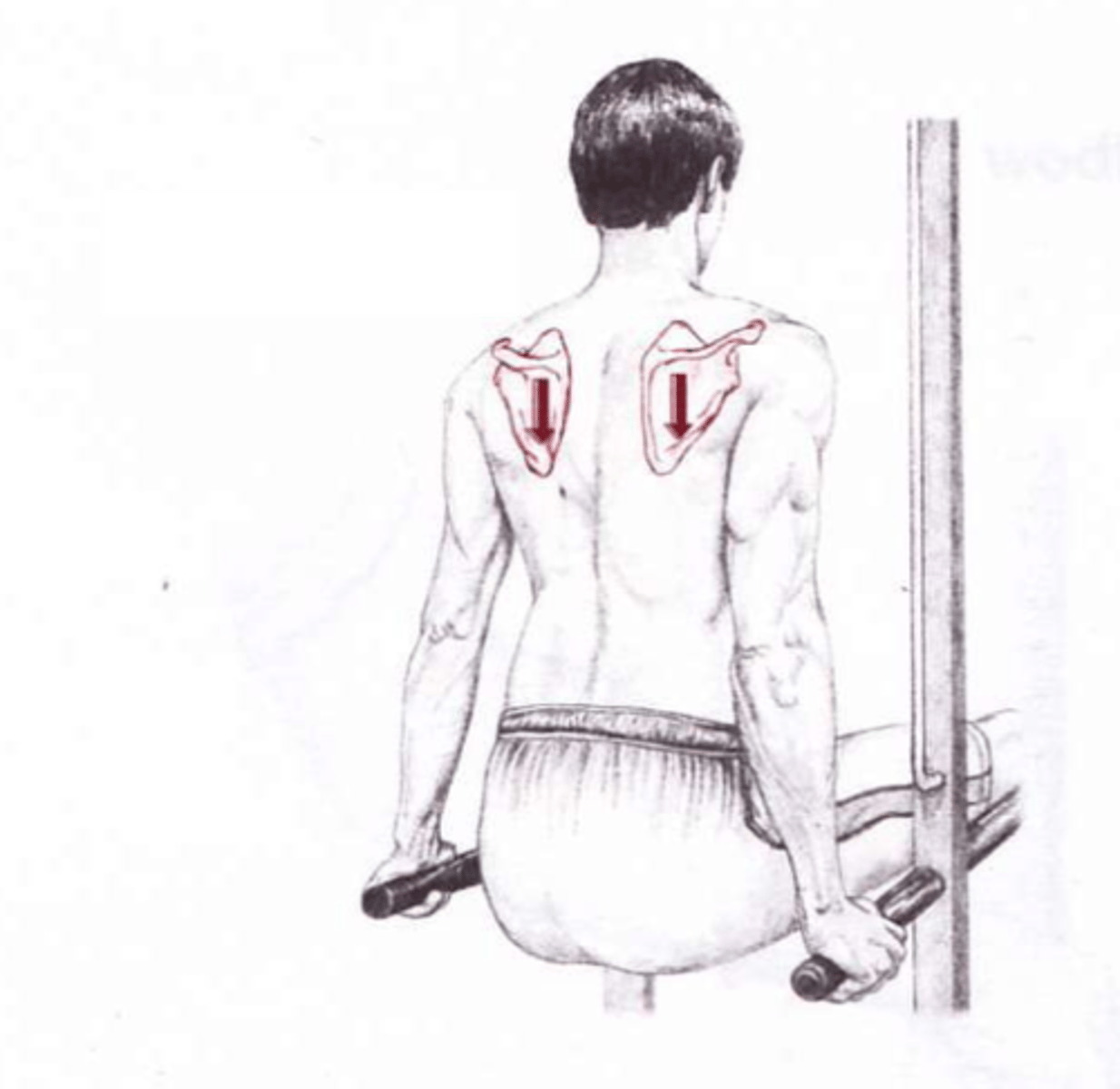 <p>Downward (inferior) motion of the scapula</p>