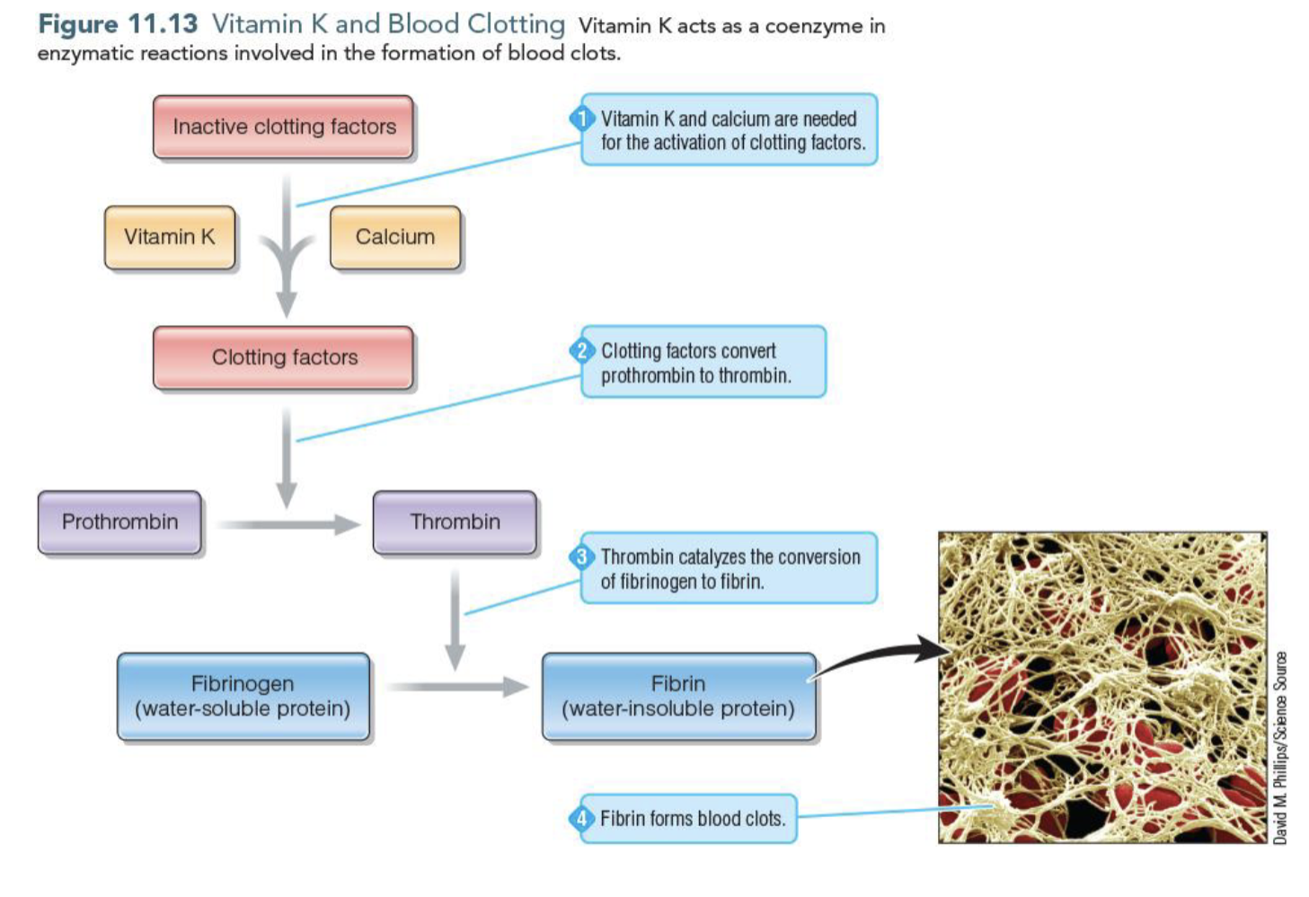 <p>Vitamin K acts as a coenzyme that activates clotting factors which convert prothrombin to thrombin</p><p>Thrombin converts fibrinogen to firbin which is the insolble protein that forms clots</p>