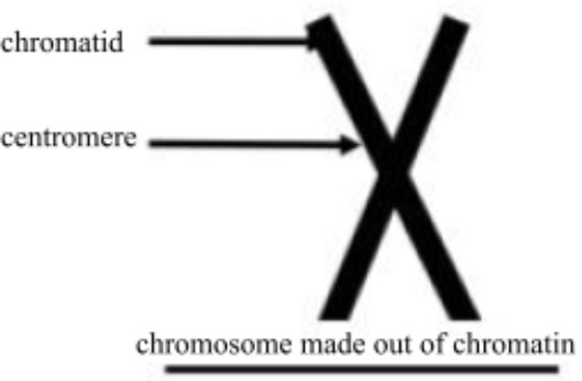 <p><strong>centromere</strong></p>