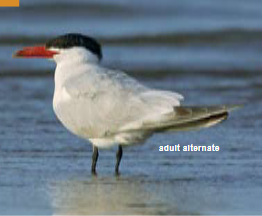 <p><span><span>Sterna caspia </span></span></p>