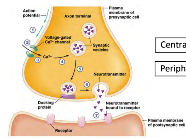 <ol><li><p>action potential arrives at the terminal</p></li><li><p>voltage gated Ca2+ channels open (lets calcium in)</p></li><li><p>Ca2+ allows synaptic vesicle (holding neurotransmitters) to fuse with the membrane</p></li><li><p>neurotransmitters diffuse out</p></li></ol><p></p>