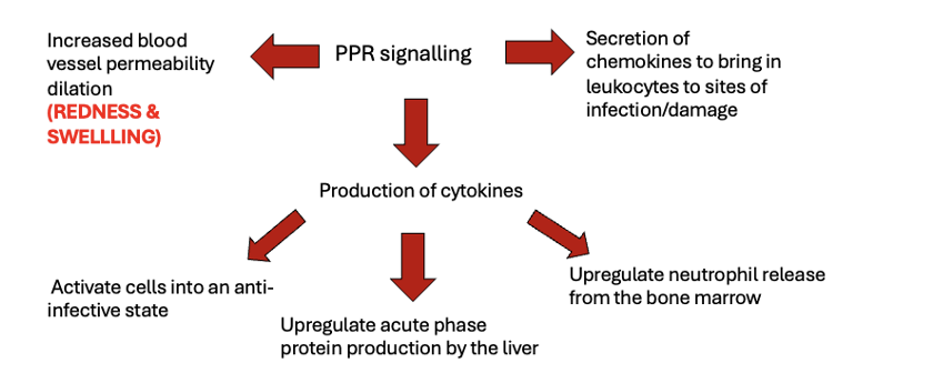 <p><span>-Liver: acute phase proteins (raised CRP level = release of cytokines)</span></p>