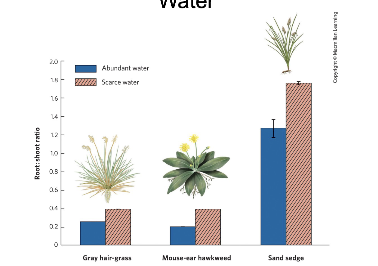 What is an example of adaptation to resource scarcity?