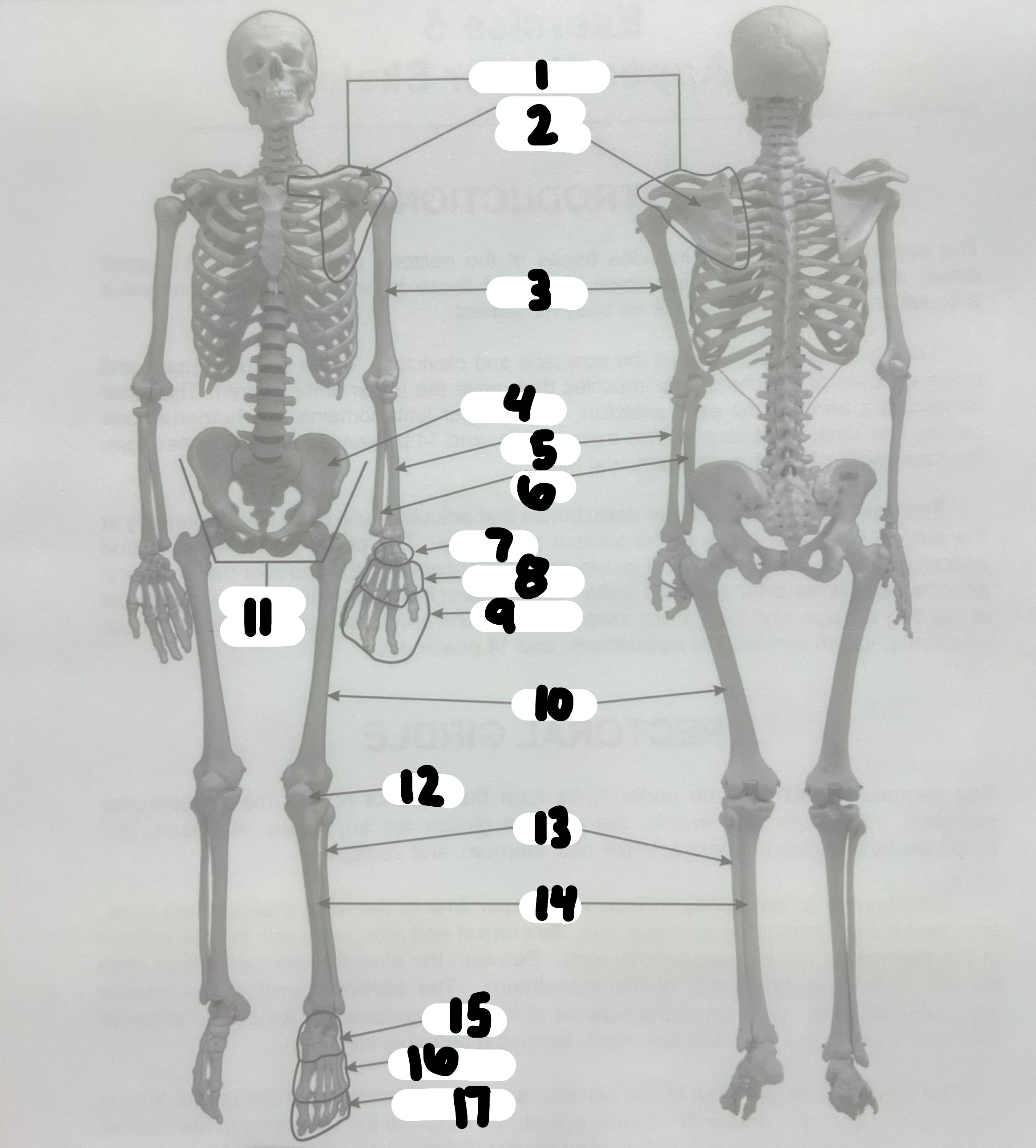 <p>What’s the name of the structure labeled #17?</p>