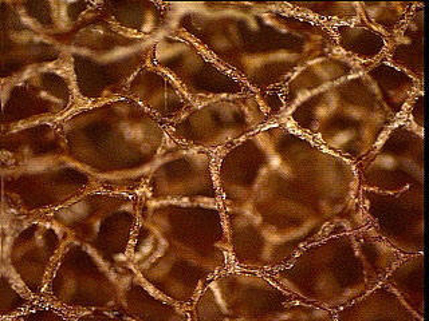 <p>Provides support in a sponge; made of a network of protein fibers</p>