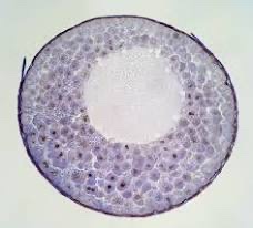 a hollow ball of cells resulting from division in the animal zygote