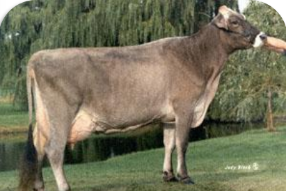 <p>Origin: Switzerland <br>Colors can range from nearly white to very dark brown <br>Most resilient breed<br>High milk yield (lower fat content than Jerseys and Guernseys)</p>