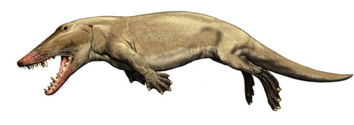<p>Ambulocetidae</p>