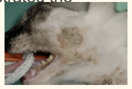 <p><strong>name a form of cutaneous in-situ carcinoma (basement intact)</strong></p><ul><li><p>presenation 1</p></li><li><p>treatment of choice 1</p></li><li><p>name one pother treatment </p><ul><li><p>what is its activity 3</p></li><li><p>name 5 side effects</p></li></ul></li></ul><p></p>