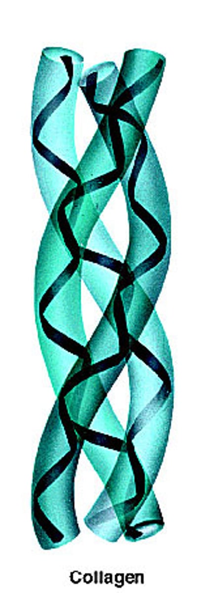 <p>- <span class="bgP">Strong, Long</span></p><p>- <span class="bgP">Insoluble</span> (many hydrophobic R groups) </p><p>- <span class="bgP">Unreactive</span></p><p>- <span class="bgP">Organised structure</span> (repetitive amino acid sequence)</p>