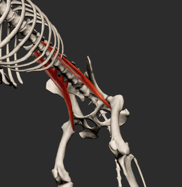 <p>odstup: poslední dvě žebra, corpus vertebrae a processus costales bederních obratlů </p><p>úpon: trochanter minor femoris </p><p>fce: dorsální flexe páteře a flexe v articulatio coxae</p><p></p><p>Fe: sval odstupuje na corpus vertebrae posledních lumbálních obratlů a eminentia iliopubica a upíná se na trochanter minor femoris</p>