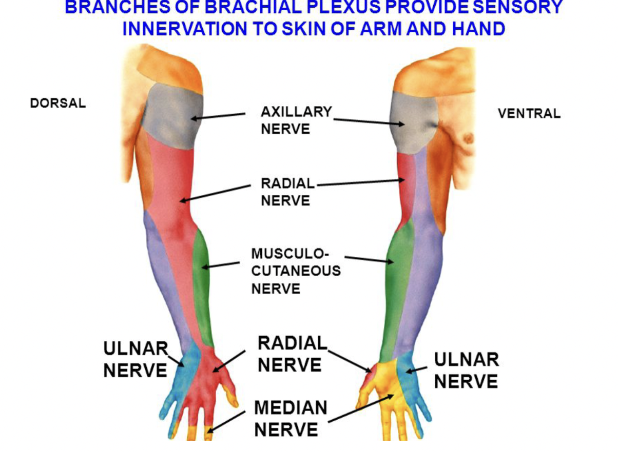 <ul><li><p class=""><strong>Motor Function:</strong> Supplies <strong>flexor carpi ulnaris</strong>, the medial part of <strong>flexor digitorum profundus</strong>, and most <strong>intrinsic hand muscles</strong>.</p></li><li><p class=""><strong>Sensory Function:</strong> Innervates the medial one and a half fingers on both palmar and dorsal sides.</p></li></ul><p></p>