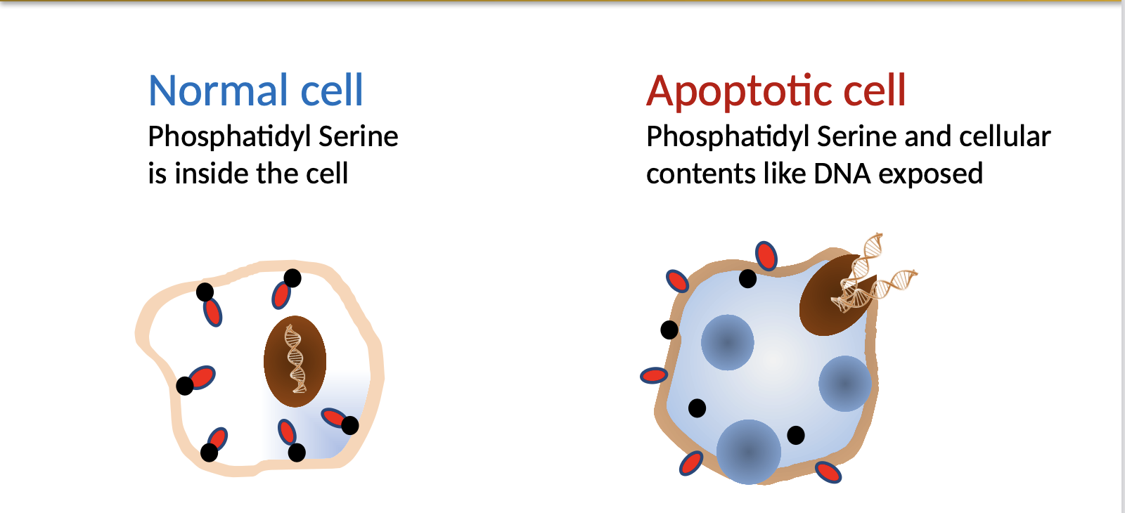 <p>What is the role of complement linking to SLE?</p>