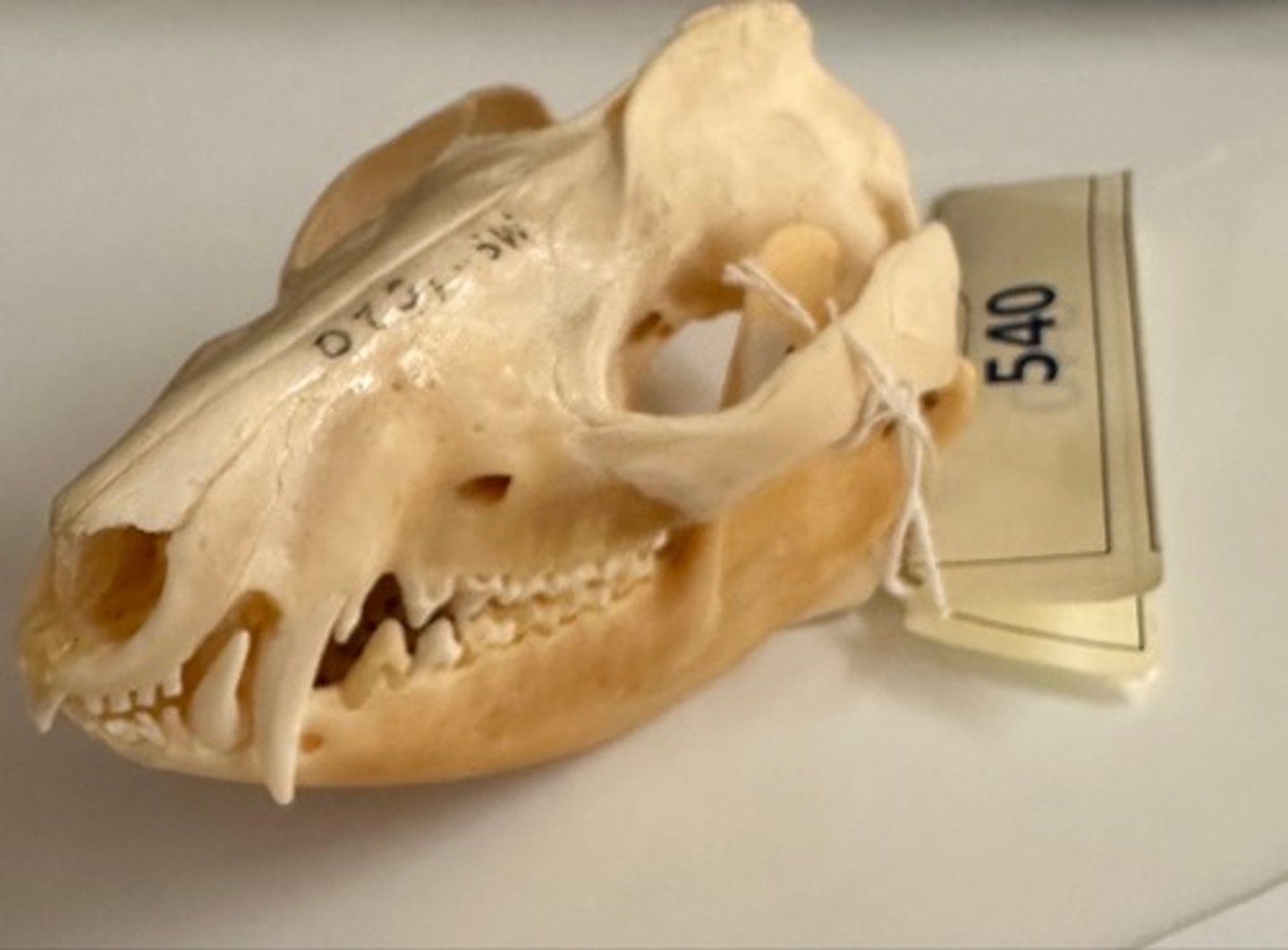 <p>What specimen is this?</p>