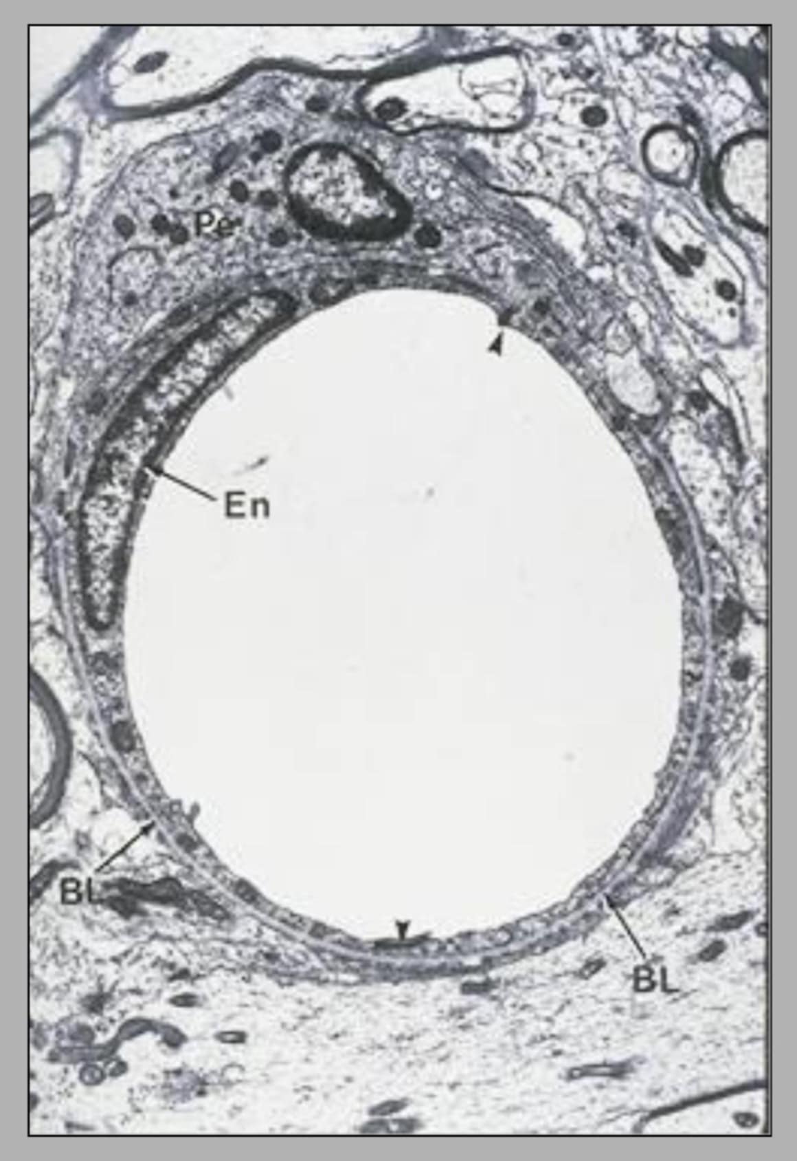 <p>name this slide and state its parts</p>