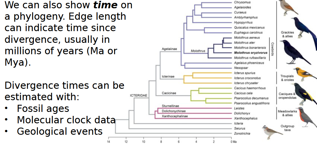 <p>fossils, molecular clocks, geological events</p>