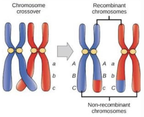 <ul><li><p><strong>Crossing over</strong> — the exchange of genetic information between sister chromatids to form recombinant chromosomes</p><ul><li><p>Crossing over shuffles alleles on the same chromosome into new combinations</p></li></ul></li></ul><p></p>
