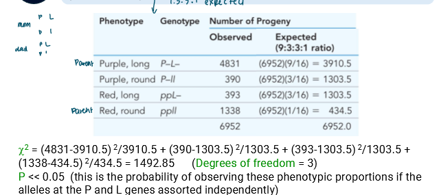<ul><li><p>Quantify how alleles are associated in gametes/offspring </p></li><li><p>Compare this to expectations based on independent assortment of alleles at each gene </p></li><li><p>So perform chi-squared test (expected is 9:3:3:1)</p><ul><li><p>You’ll see p « 0.05 meaning there’s a significant difference </p></li><li><p>So there’s another system at play than 9:3:3:1</p></li><li><p>The ratios then suggest linkage and not independent assortment </p></li></ul></li></ul><p></p>