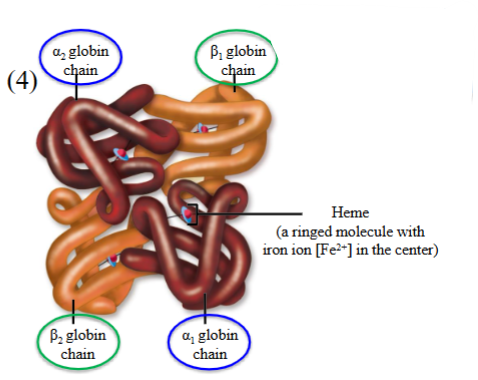 <ul><li><p>Made of 4 globin chains, two α chains and two β chains. </p></li><li><p>These chains are normally found in their highly-folded structure. </p></li><li><p>Inside each pocket of the chain, there lies a heme-containing group. </p></li><li><p>At the center of a heme group contains a ferrous or divalent iron molecule. </p></li><li><p>Each of these ferrous irons can bind to a single molecule of oxygen. </p><ul><li><p>∴ a single HbA molecule has four globin chains, four heme groups, four ferrous irons, and can bind to a max of four O₂ molecules. </p></li></ul></li></ul><p></p>