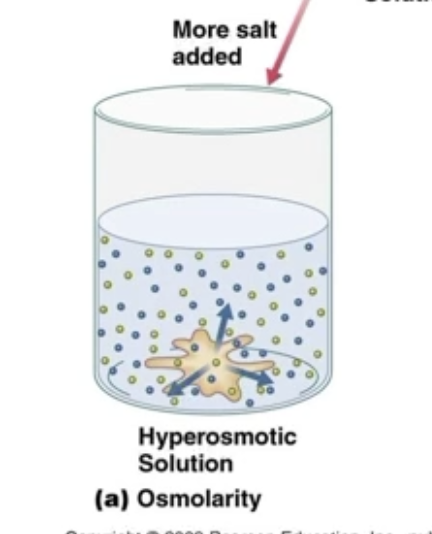 <ul><li><p>Solution has higher concentration that another solvent</p></li></ul><p></p><ul><li><p>If solution is hyperosmotic to the sample, the sample is hypoosmotic to the solution, causing the sample to shrink</p></li><li><p>Sample will swell if it is hyperosmotic to the solution</p></li></ul><p></p>