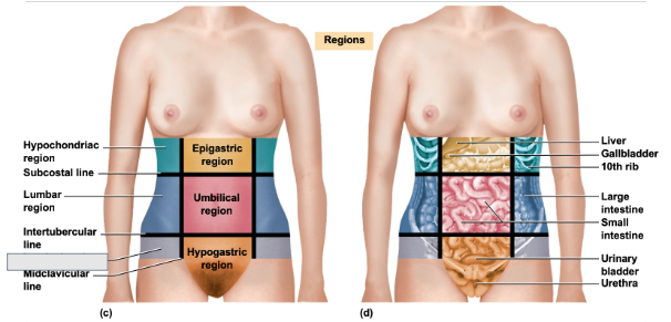 <p>What is this abdominal region</p>