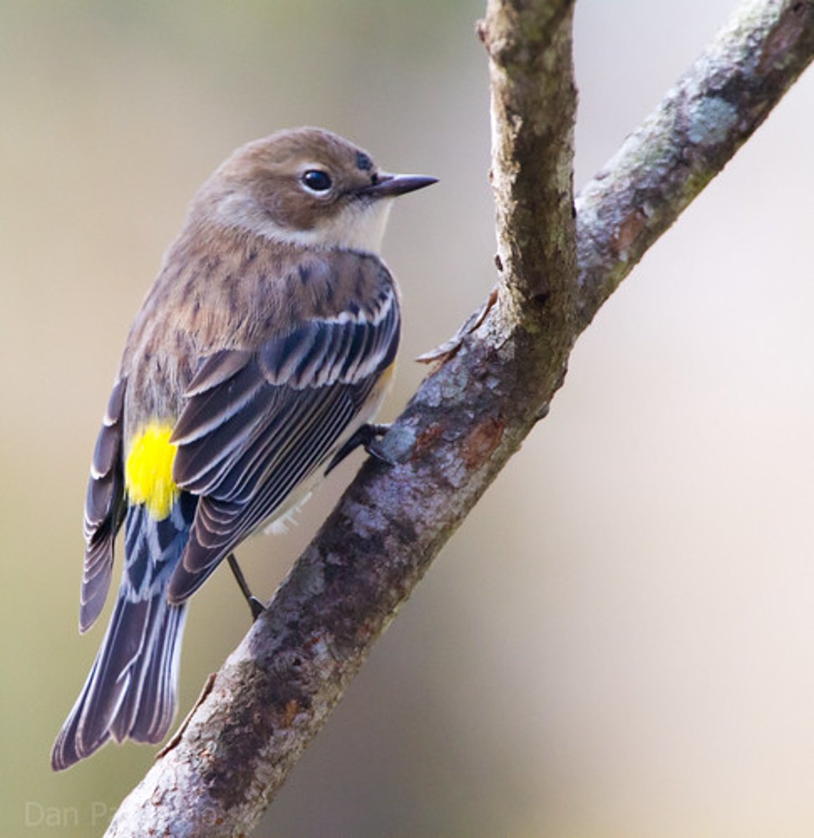 <p>Passeriformes Parulidae</p>
