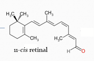 <p>When bound to 11-cis retinal. </p>