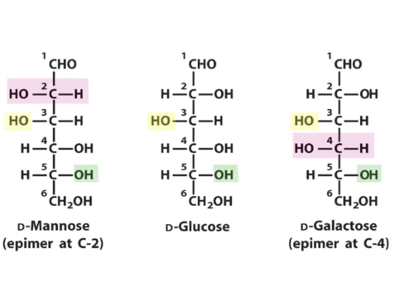 <p>epimer; C-2</p><p>epimer; C-4</p>
