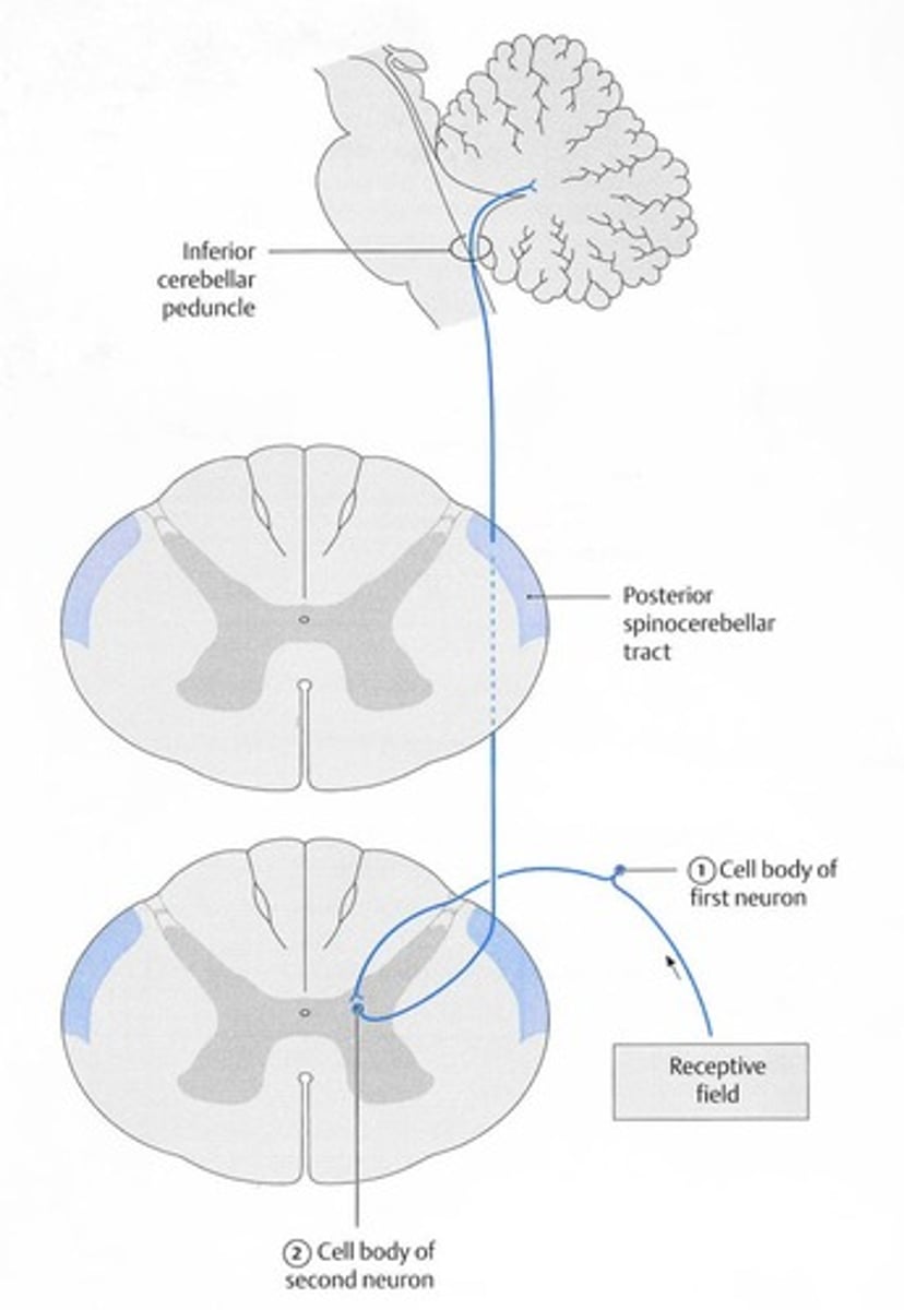 <p>It carries unconscious proprioception.</p>