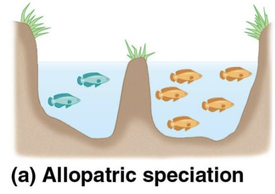 <p>Allopatric speciation</p>