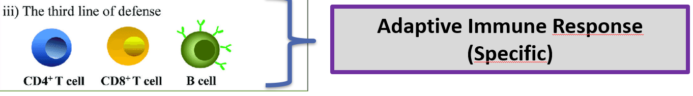 <p>Adaptive Immune Response </p>