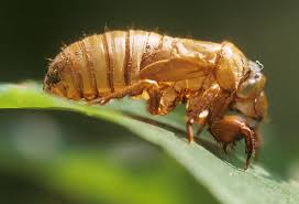 <p>Similar shape to adult cicada. Most definable part is their shape and the fact that the first half of their front legs are much thicker than the second half.</p>