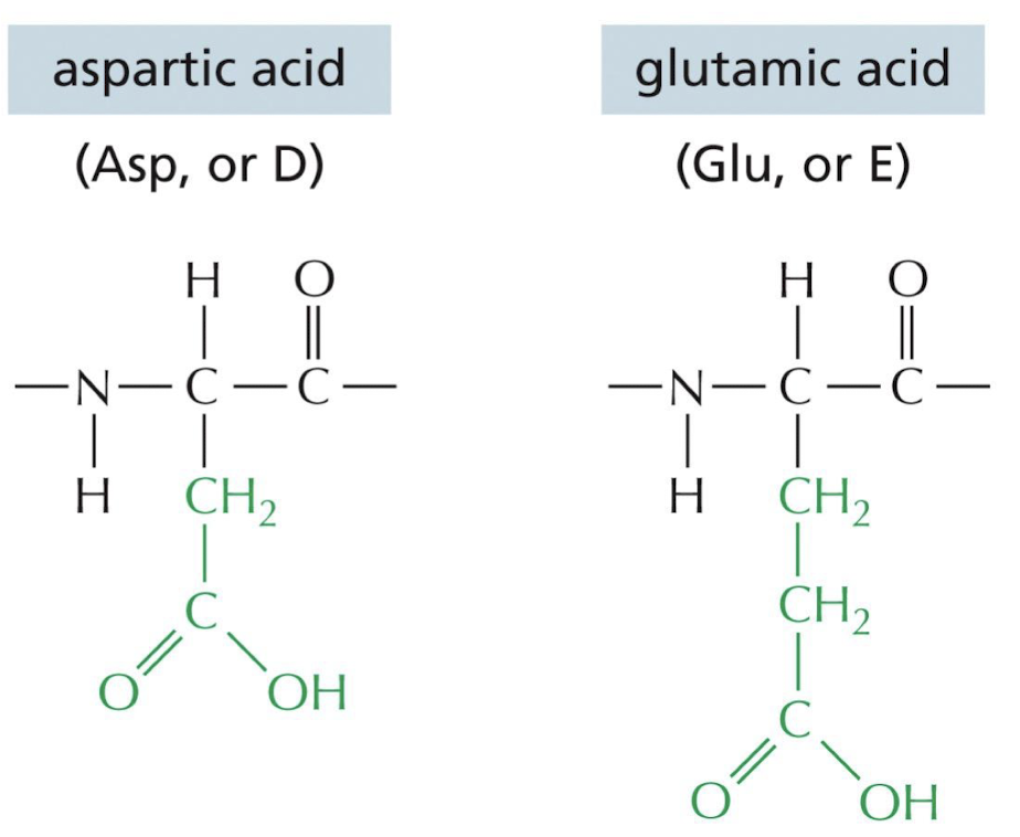 The amino acid has no charge
