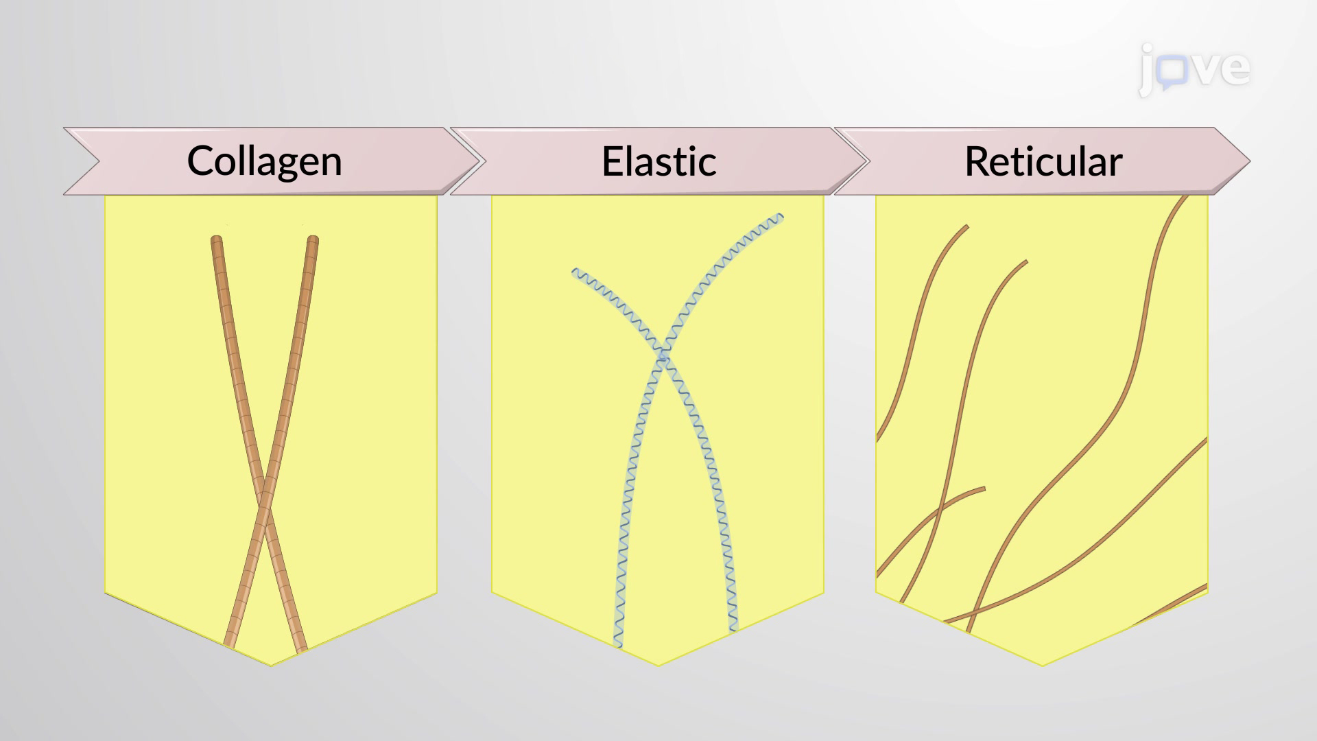<p>Reticular, elastic, collagen</p>