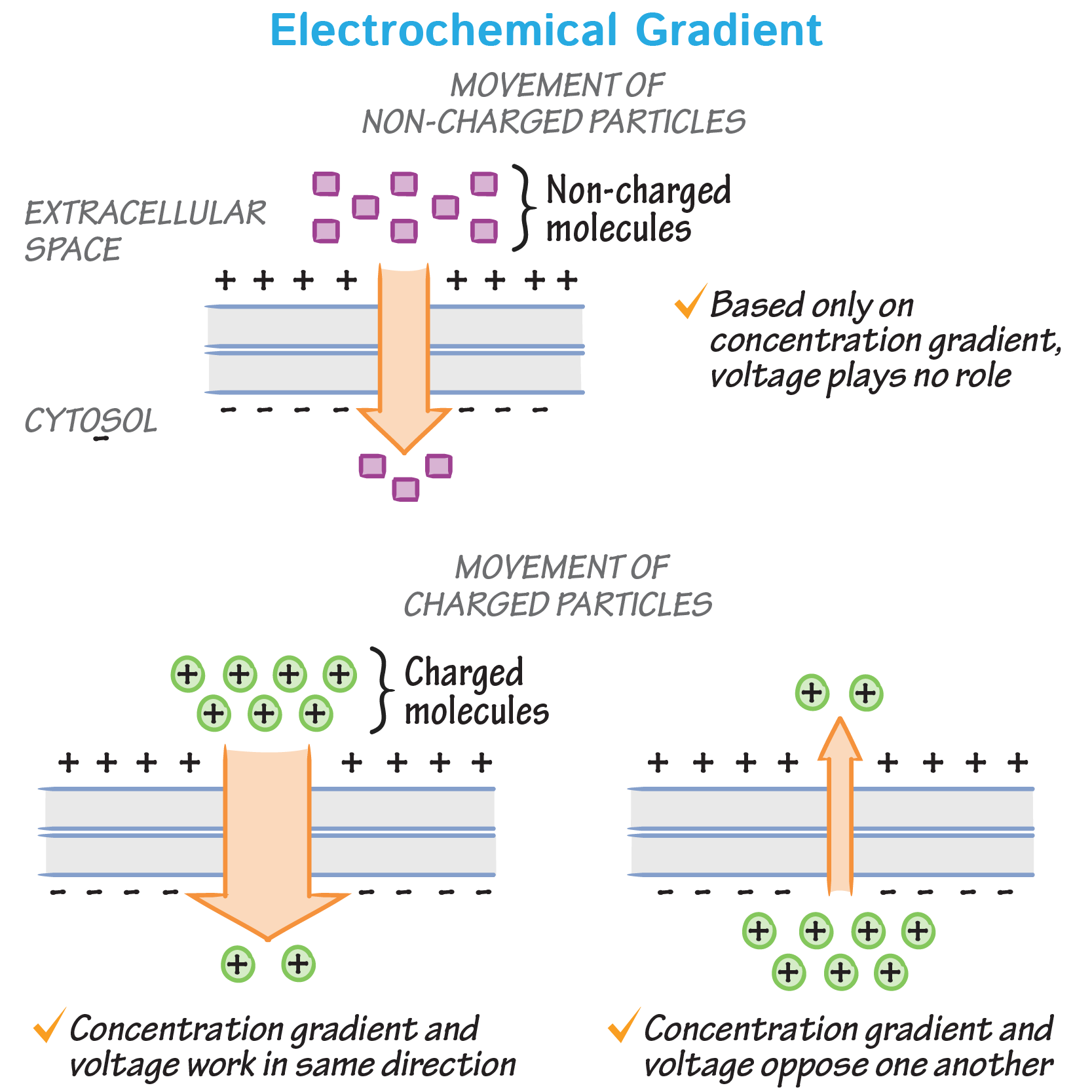 <ul><li><p>Voltage gradient (difference in charge across the membranes) that works on positive and negative ions. </p></li></ul><p>The <em><u>inside of the cell in negative</u></em> and the <em><u>outside is positiv</u>e</em>. </p><p>For charged ions a Voltage gradient is created so there’s potential to perform work. Forces in electrochemical gradients drive the diffusion of ions. </p>
