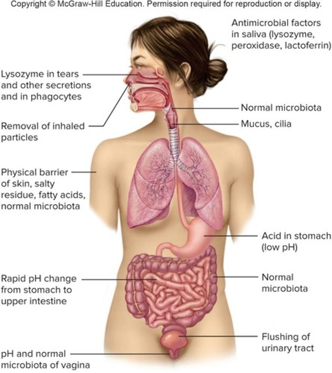 <p>Physical barriers like skin and mucous membranes, and antimicrobial substances.</p>