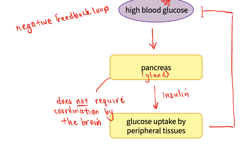 <p>endocrine cell (gland) directly senses a stimulus and responds by secreting a hormone, regulate hormone release, occur at the level of the gland</p>