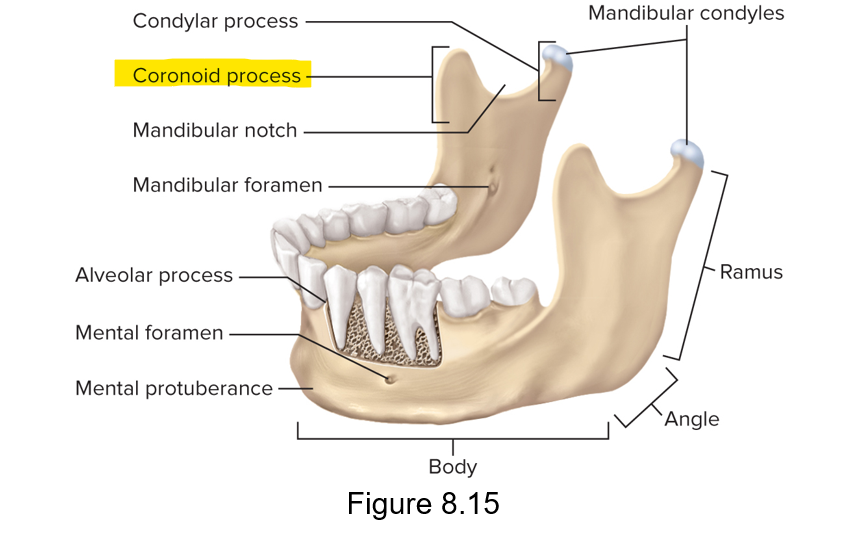 <p>The coronoid process for the temporalis muscle</p>