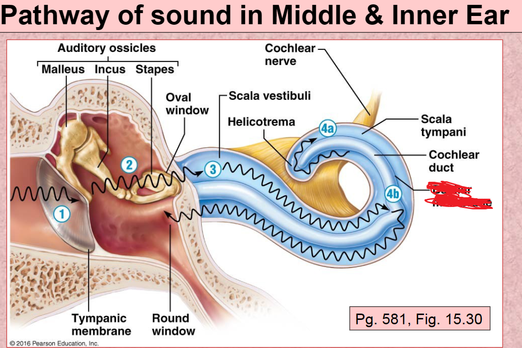 <p>Basilar Membrane</p>